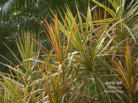 紅邊竹蕉照顧|紅邊竹蕉(桃園區農業改良場)